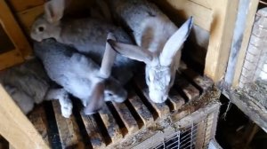 родственное спаривание кроликов инбридинг 84 дня часть 5