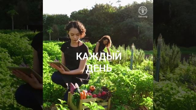 Право на питание и ответственные инвестиции в агропродовольственные системы смотреть онлайн