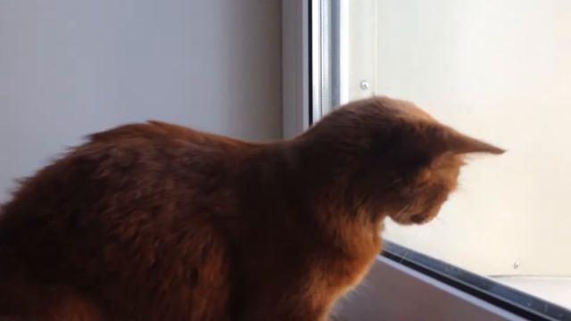 Сомалийская кошка и букашка смотреть онлайн