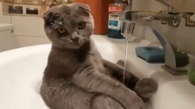 - Инка, как погуляла? - Сначала было хорошо, потом очень хорошо, а потом так хорошо, что теперь 😟 смотреть онлайн
