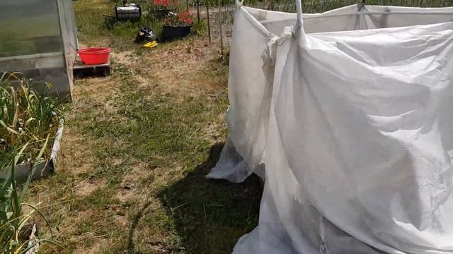 Томаты в открытом грунте. Первая формировка.