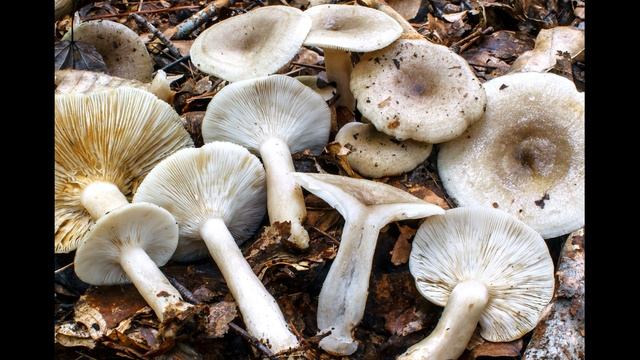 Lactarius cinereus смотреть онлайн