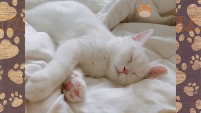 Кошечка Мурка и хозяйка. Смешное видео про котов Смешная озвучка! смотреть онлайн