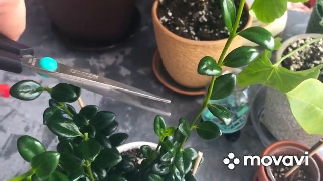 Будни цветовода/Черенкование Гипоцирты - поцелуй лета? смотреть онлайн