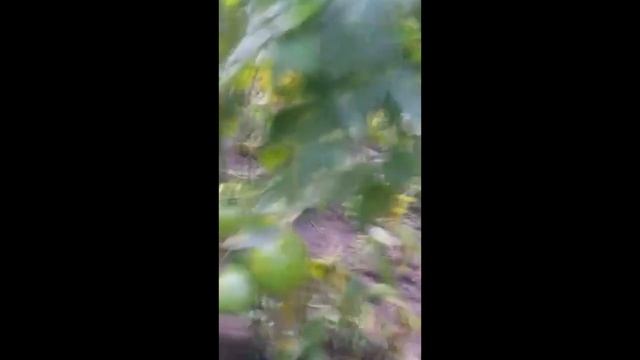 Розовый томат Пинк Лорд F1 смотреть онлайн