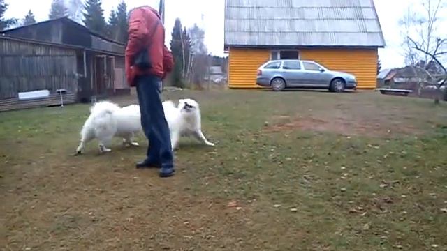 My dogs games1. ("FLUFFY MARVEL" kennel, Latvia) смотреть онлайн