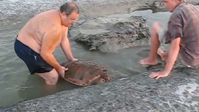 Освобождение черепахи из плена смотреть онлайн
