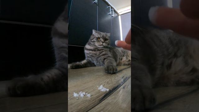Кот ест креатин | накормил кота креатином #рекомендации смотреть онлайн