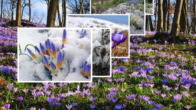 Подснежники смотреть онлайн