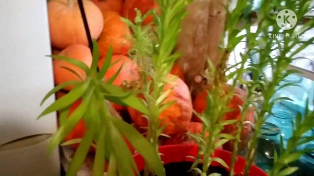 Расцвела только одна лилия. Люська под одеялом. смотреть онлайн