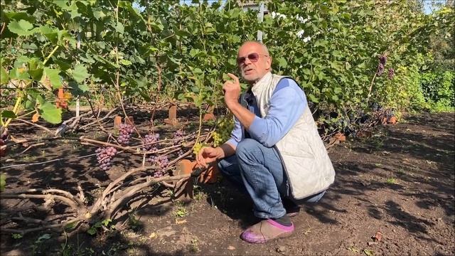 Подмосковные виноградники или В гостях у Виктора Дерюгина 2021 смотреть онлайн