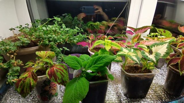 Первая партия черенков колеусов успешно укоренилась, отличная корневая в короткий срок. Старт прода смотреть онлайн