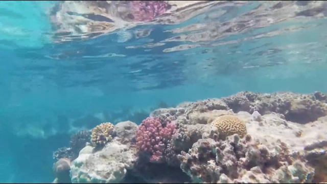 Egypt Hurghada Snorkeling - Tropitel Sahl Hasheesh coral reef 2021 смотреть онлайн