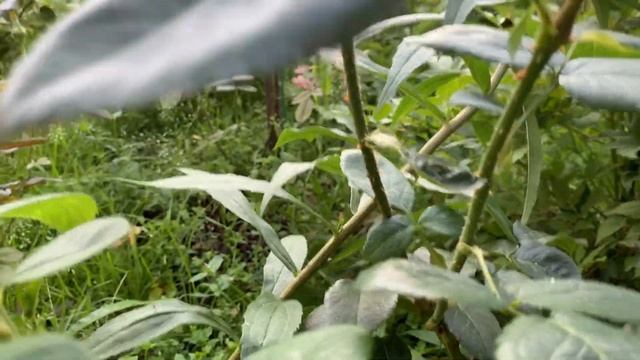 Глория Дей - украшение розария. Повторное цветение. смотреть онлайн