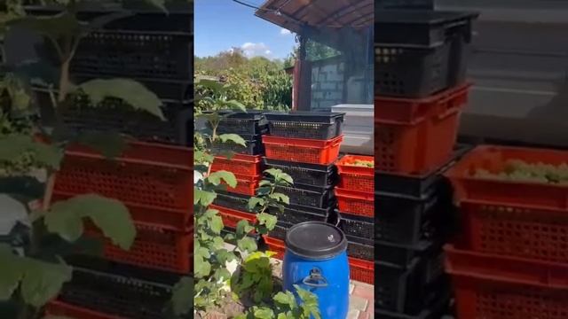 Переработка винограда Алиготе 18.09.2022г смотреть онлайн