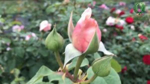 Чайно-гибридные розы: Чандос Бьюти и Александр Пушкин. Сравнение. Питомник ? и ? Е. Иващенко