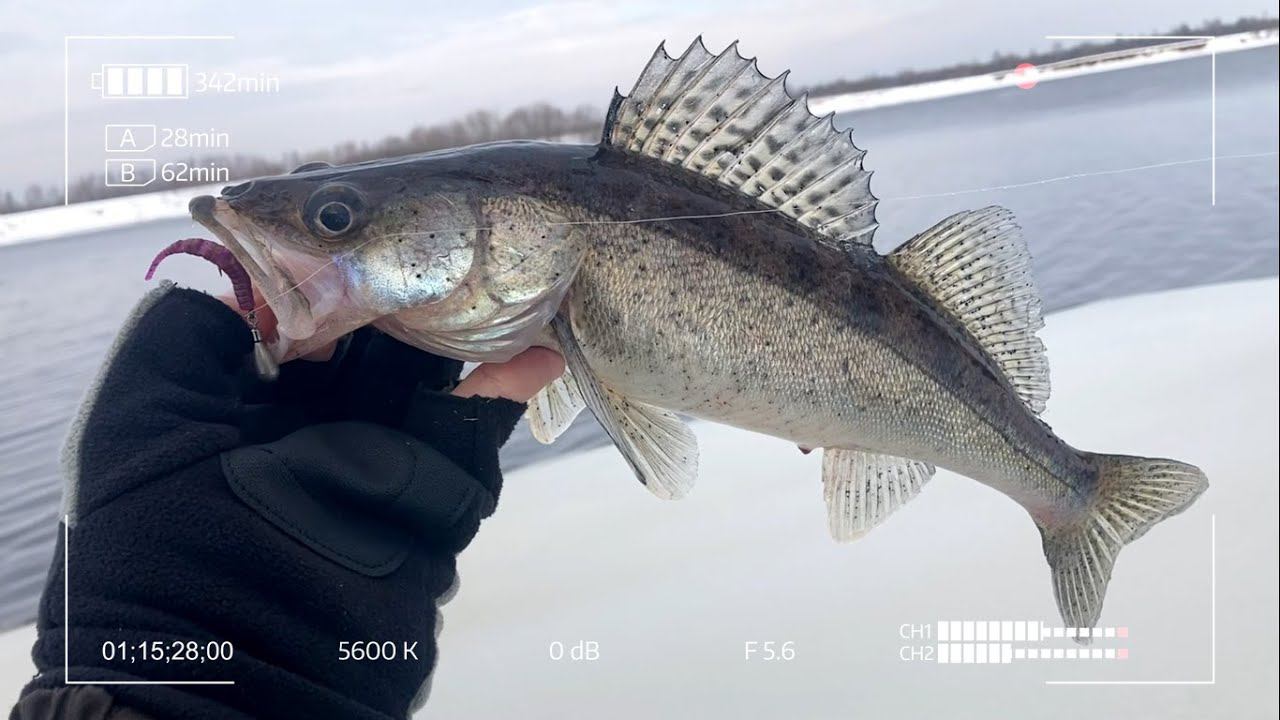 Рыбалка с закраины на Волге. Микроджиг в Дубне. смотреть онлайн