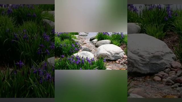 Ирис Сибирский.Растение для прибрежных зон смотреть онлайн