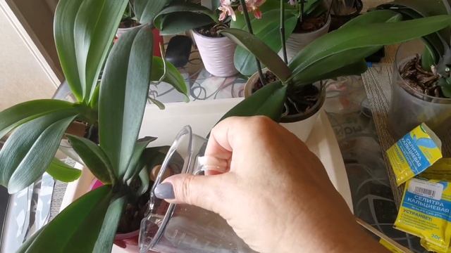 Эксперимент! ?Что лучше для орхидей?? Кальциевая селитра или Grow More? ? смотреть онлайн