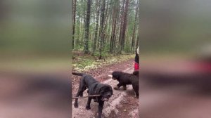 Мастино неаполитано Нигга - царь бобров