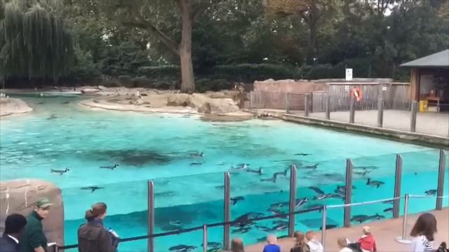 My trip to London Zoo смотреть онлайн