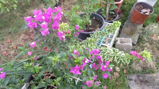 Tanglong peach so blooming😘 mga guys and other virieties of my voggies watch them thanks viewers🙏 смотреть онлайн