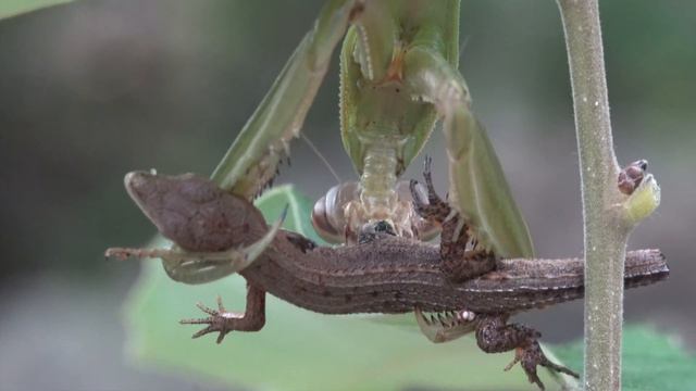 The sound of a praying mantis “hunting” and eating Japanese grass lizard “chewing sound смотреть онлайн
