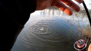 Рыбалка на спиннинг 14.11.2021. Река Кирпили порадовала поклёвками на закате солнца...