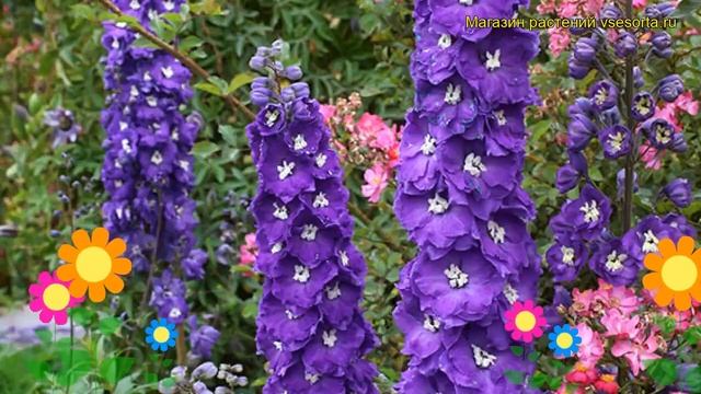 Дельфиниум высокий Перпл Пэшшн. Краткий обзор, описание delphinium elatum Purple Passion смотреть онлайн