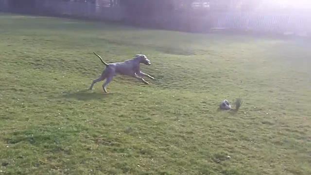 Weimaraner Sebastian & Dexter Doberman at A & B Dogs Boarding & Training Kennels. смотреть онлайн