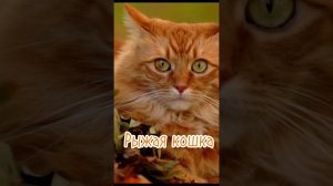 КВАДРОИКА #2024 #квадробика #териан