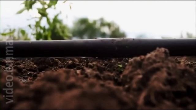 Системы капельного полива опыт в Израиле смотреть онлайн