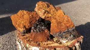 ЧАГА березовая Польза | Как заваривать березовый гриб чагу