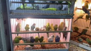 ПТИЧИЙ РЫНОК САДОВОД МОСКВА - ПТИЦЫ, РЫБКИ, КОШКИ, ГРЫЗУНЫ l СЪЁМКА ЗАПРЕЩЕНА! ПОЧЕМУ НЕЛЬЗЯ СНИМАТ