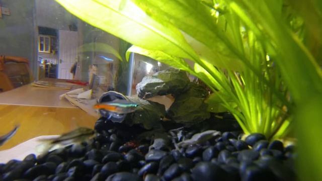 African Dwarf Frog (Hymenochirus boettgeri) feeding смотреть онлайн