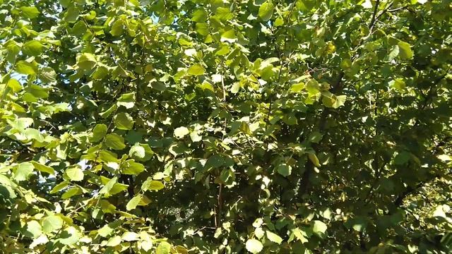 ФУНДУК / формировка фундука / КУСТ,ШТАМБ,ДЕРЕВО+ТУРЕЦКАЯ ТЕХНОЛОГИЯ!!!