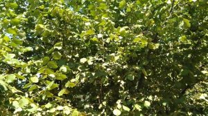 ФУНДУК / формировка фундука / КУСТ,ШТАМБ,ДЕРЕВО+ТУРЕЦКАЯ ТЕХНОЛОГИЯ!!!