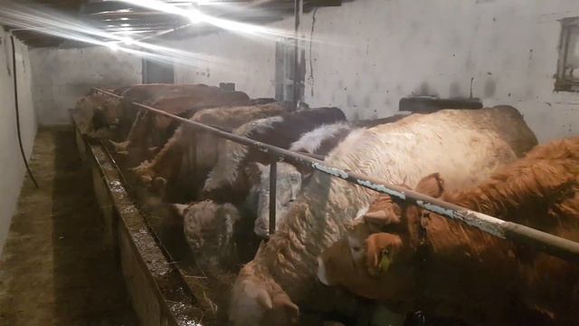 Привесы за первый месяц откорма. смотреть онлайн