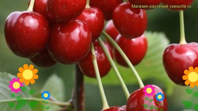 Черешня Родина. Краткий обзор, описание характеристик, где купить саженцы prunus avium Rodina смотреть онлайн