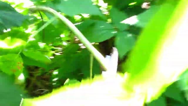 Ремонтантная малина Полка. Верхозин Юрий. смотреть онлайн