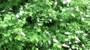 Черемуха краснолистная в моем саду | Про Сад с Любовью