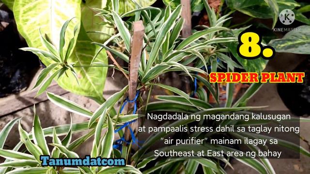 Lucky Plants for 2022 | feng shui plants | Trending plants for 2022 смотреть онлайн
