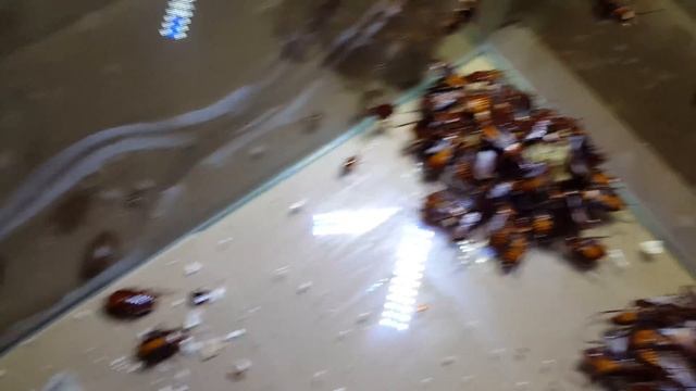 Periplaneta Americana 'White Eye'