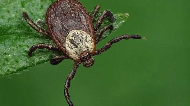 Топ 10 смертельно опасных болезней, которые мы получили от животных смотреть онлайн