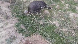 ?ПОРОДЫ ИНДЮКОВ ДЛЯ ДОМАШНЕГО РАЗВЕДЕНИЯ ?