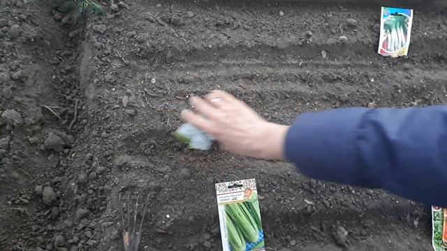 Проводим под зимний сев порея, черешкового сельдерея, салатов.... смотреть онлайн