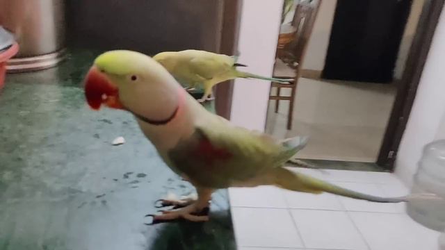 Pablo Aur Mitthu Bane Angry Birds Fir se Huyi Dono me Parrot Fight смотреть онлайн