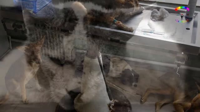 У животных тоже есть чувства смотреть онлайн