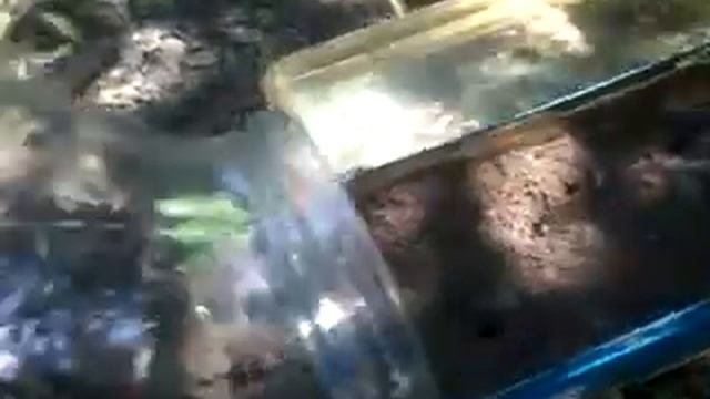 Эксперимент с муравьями или как сделать терариум смотреть онлайн