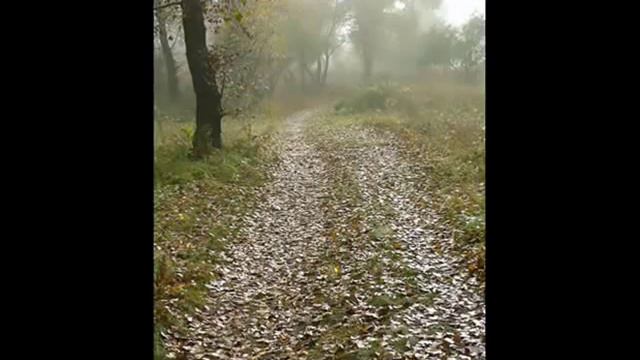 Гаю, гаю, зелен розмаю - Дмитро Гнатюк смотреть онлайн